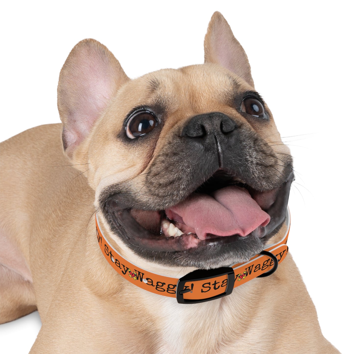 Stay Waggy! Dog Collar - Orange
