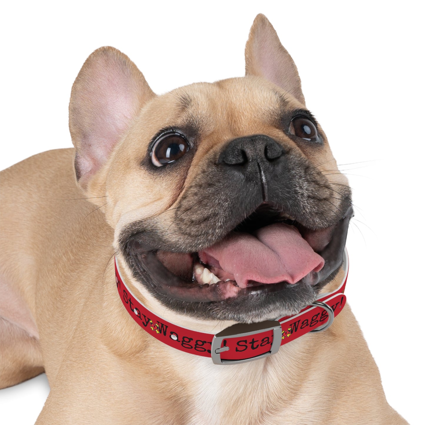 Stay Waggy! Dog Collar - Red