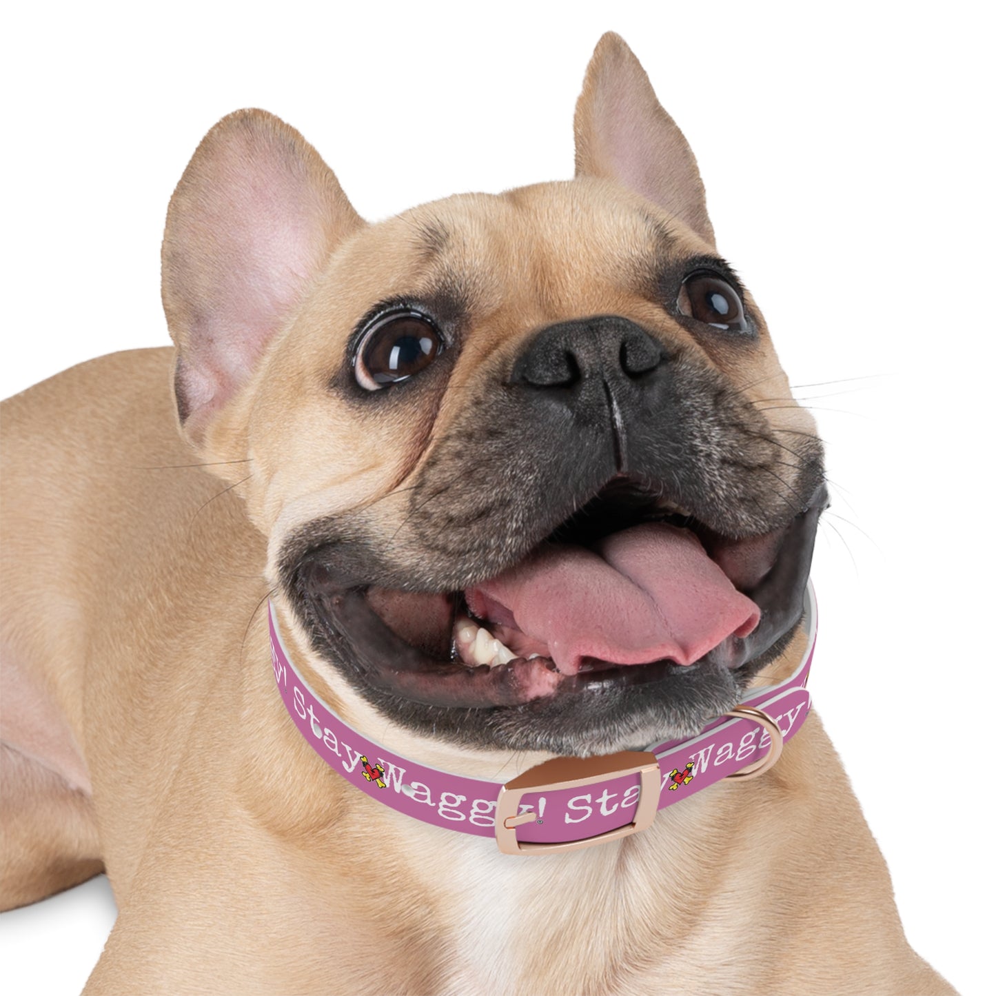 Stay Waggy! Dog Collar - Light Pink