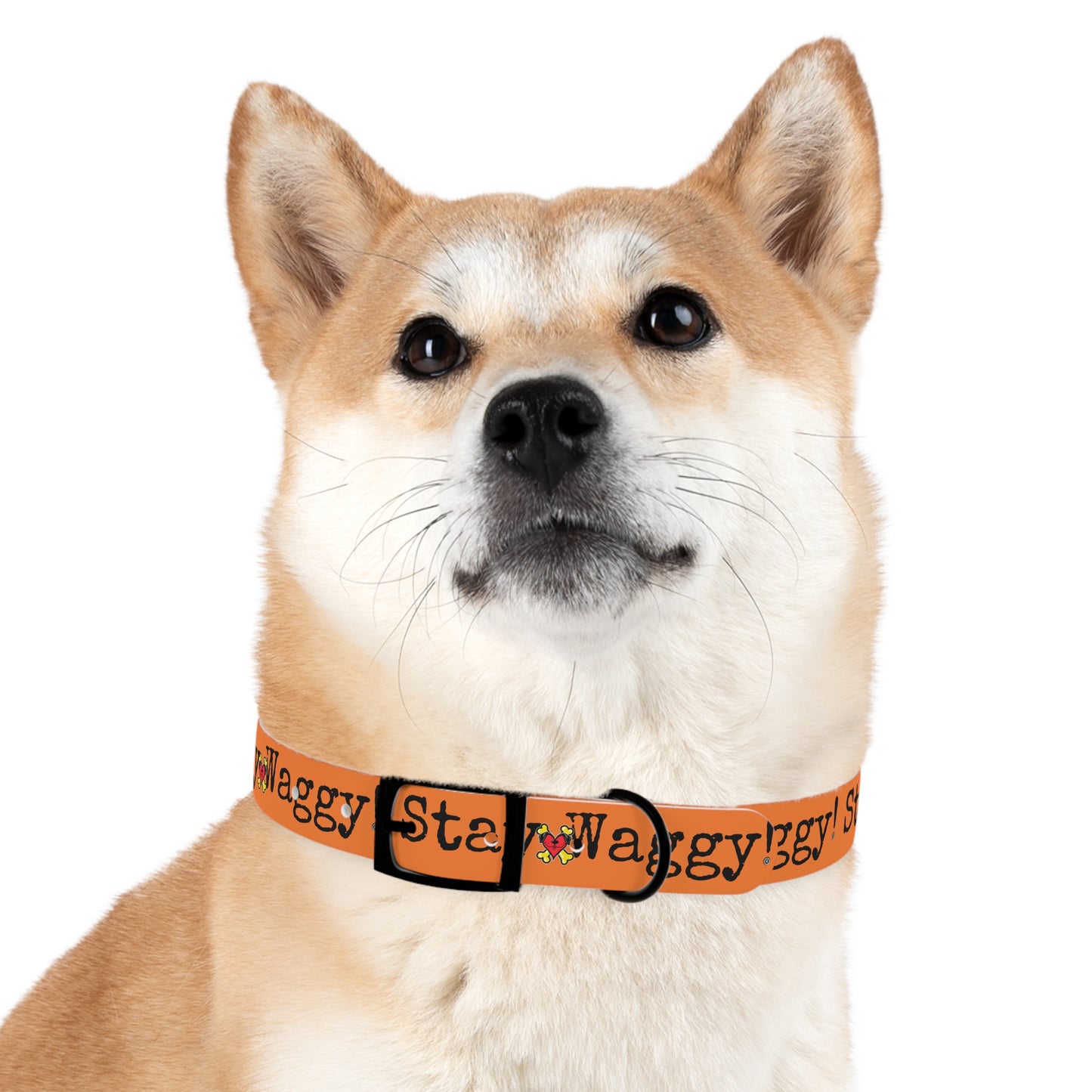 Stay Waggy! Dog Collar - Orange