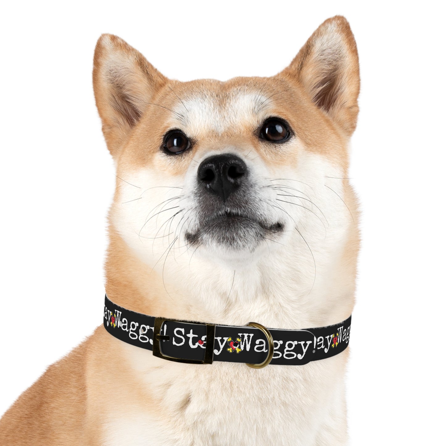 Stay Waggy! Dog Collar - Black