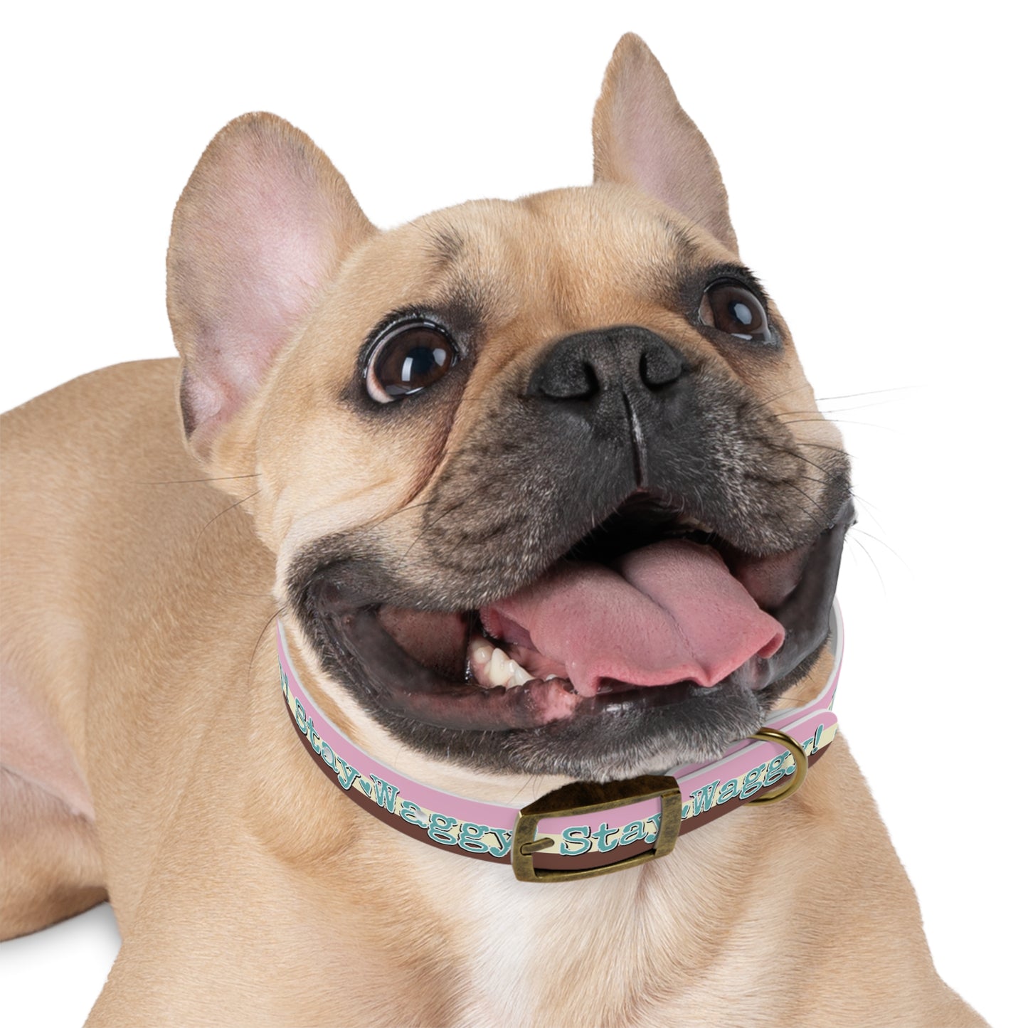 Stay Waggy! Neapolitan Dog Collar