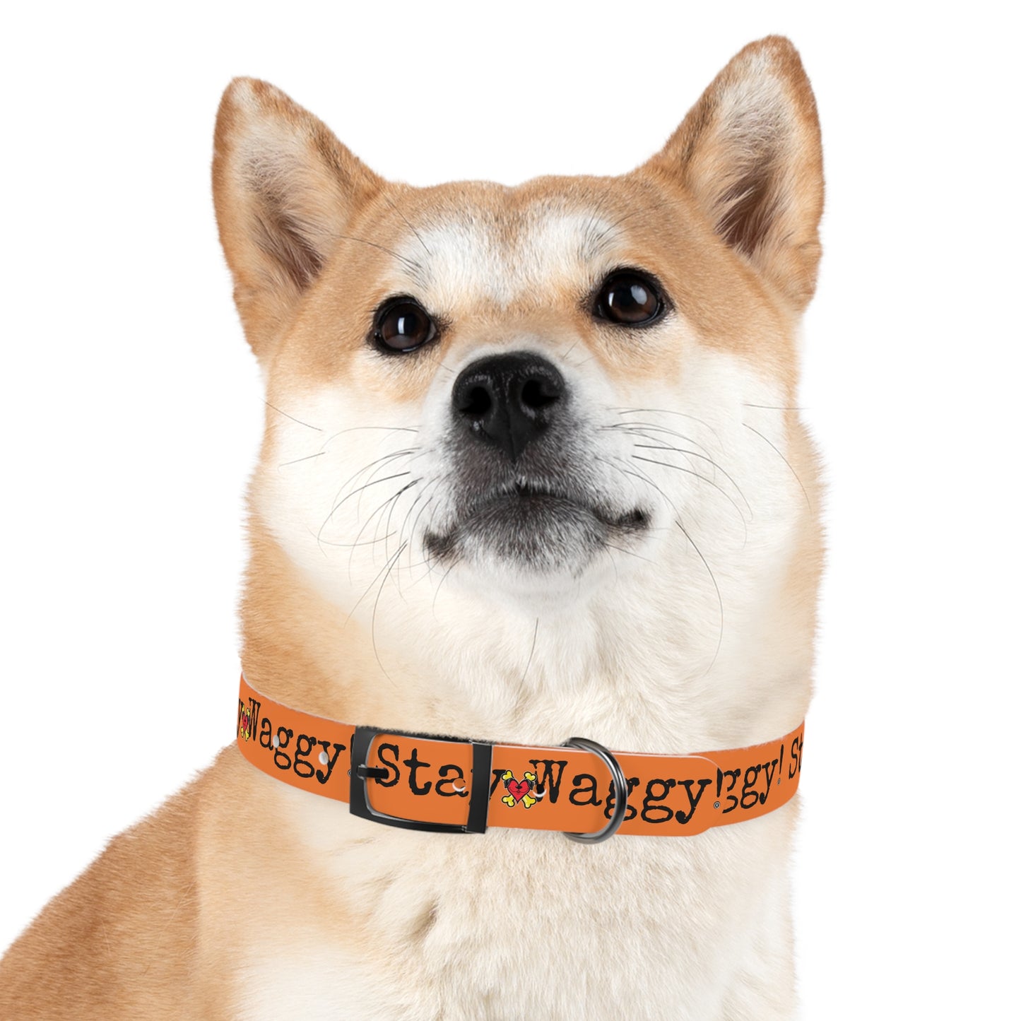 Stay Waggy! Dog Collar - Orange