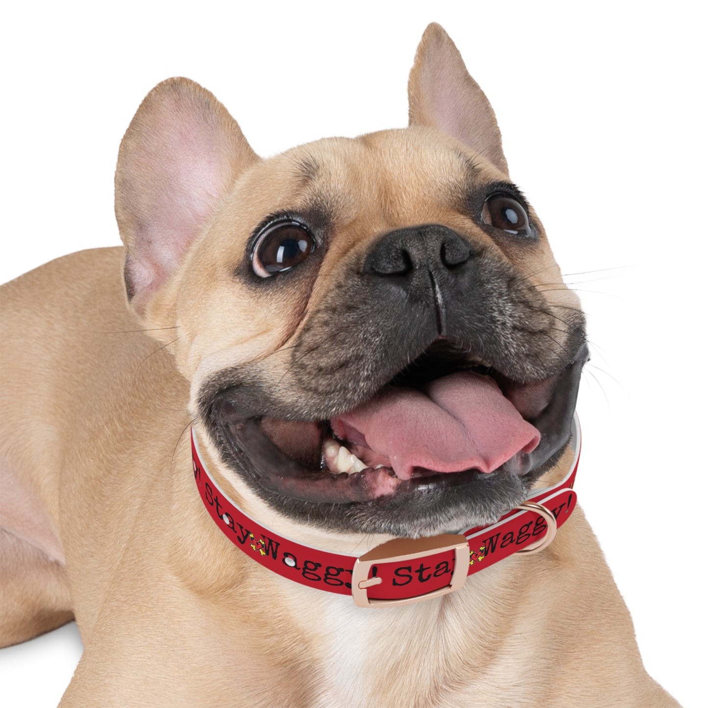 Stay Waggy! Dog Collar - Red