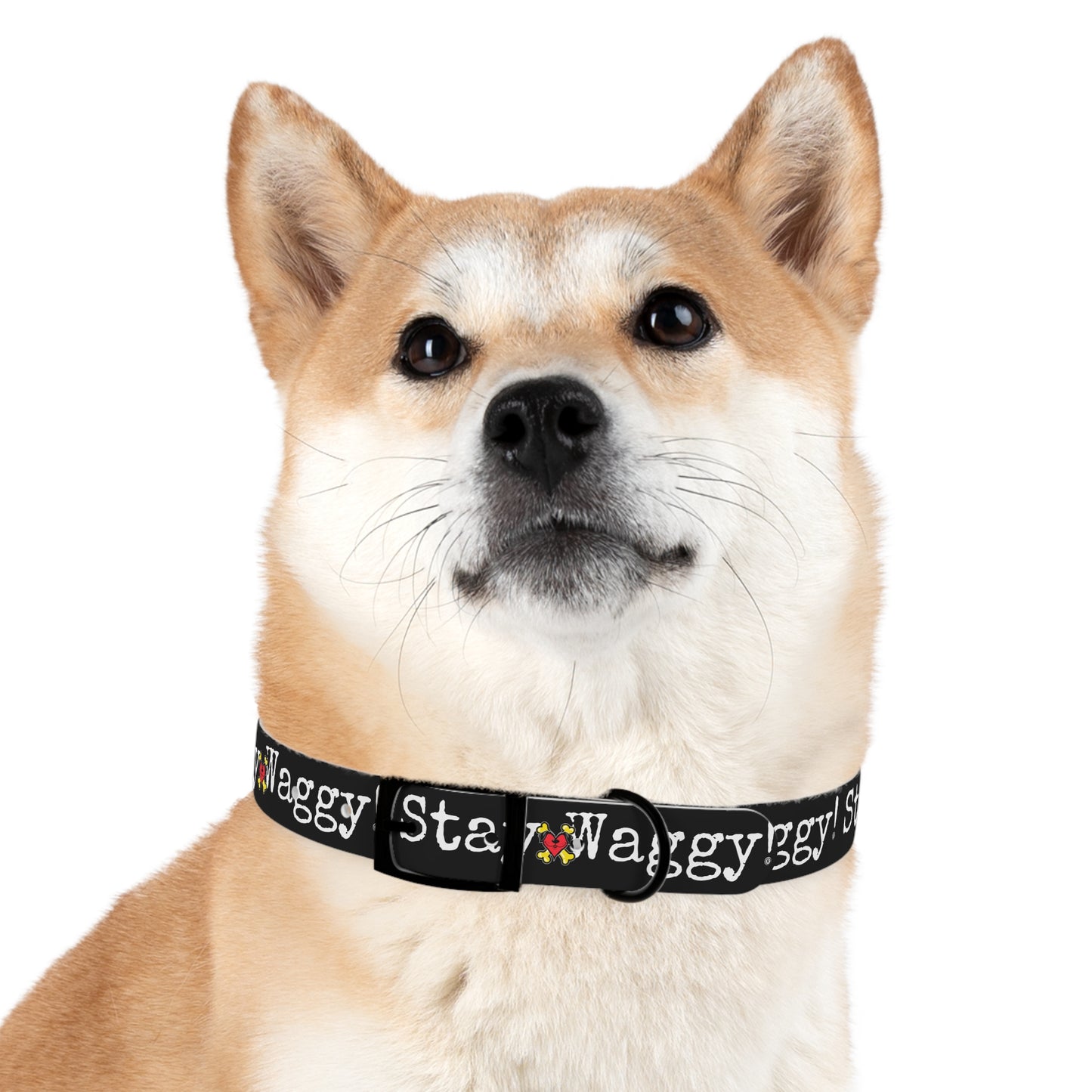Stay Waggy! Dog Collar - Black