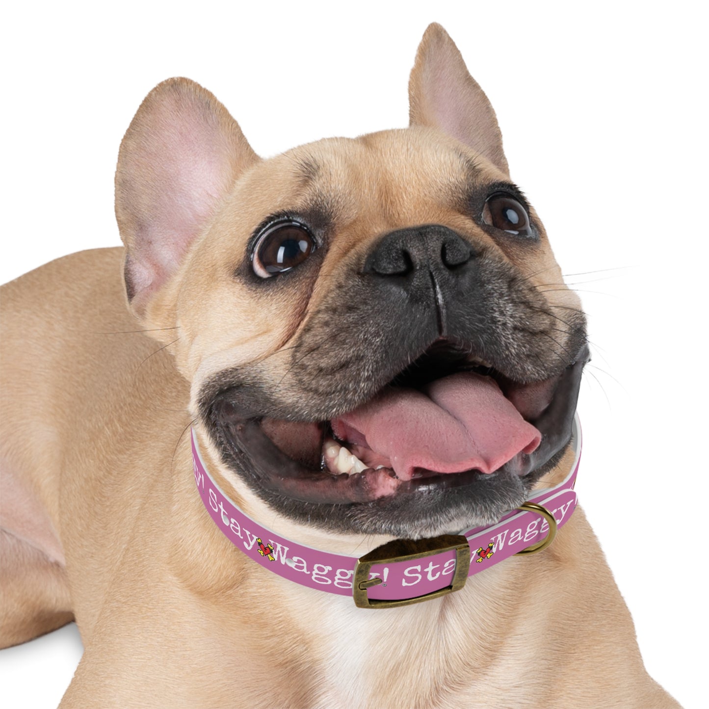 Stay Waggy! Dog Collar - Light Pink