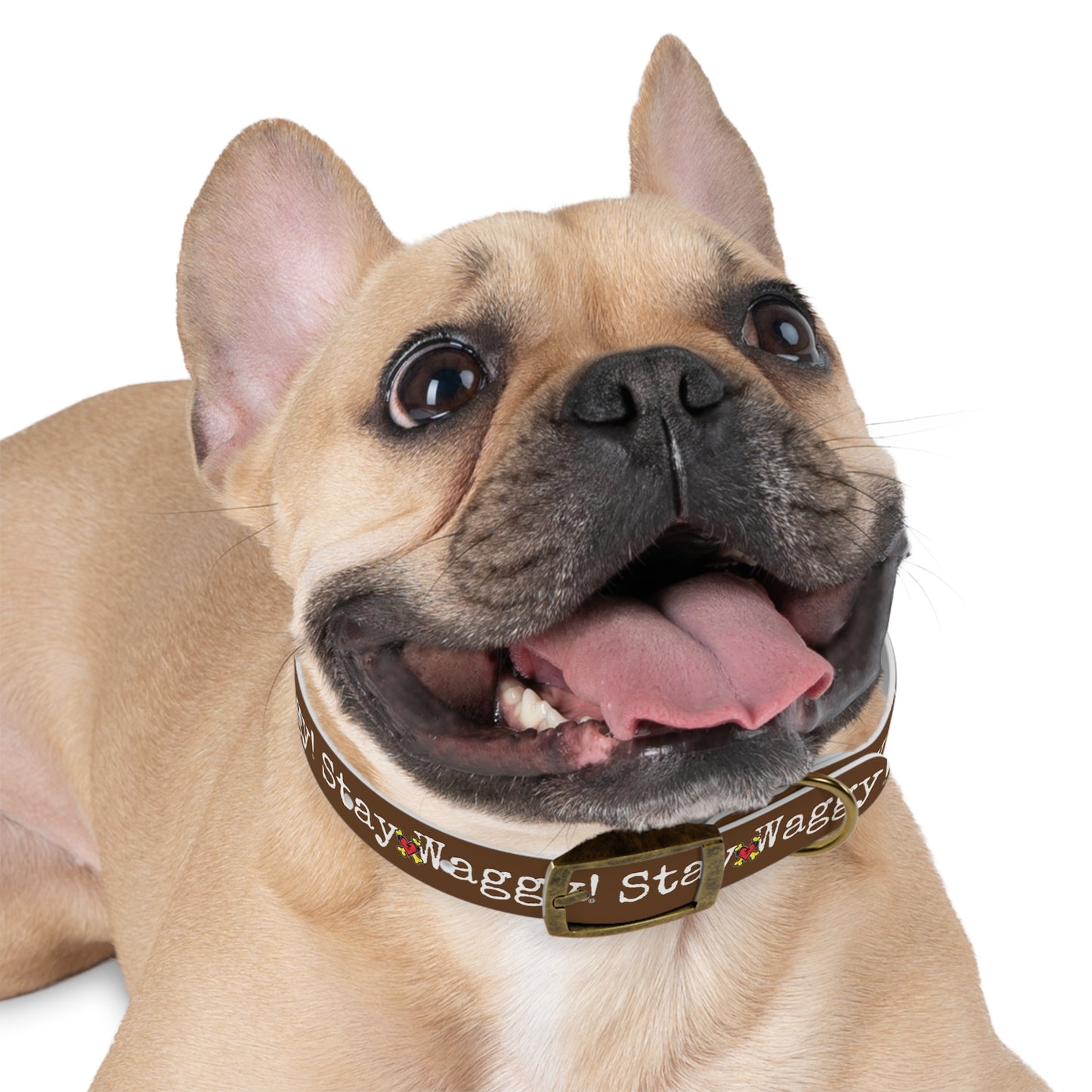 Stay Waggy! Dog Collar - Brown