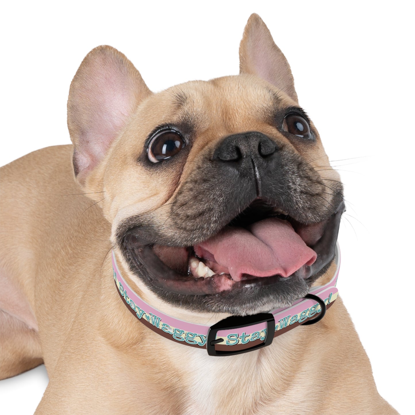 Stay Waggy! Neapolitan Dog Collar