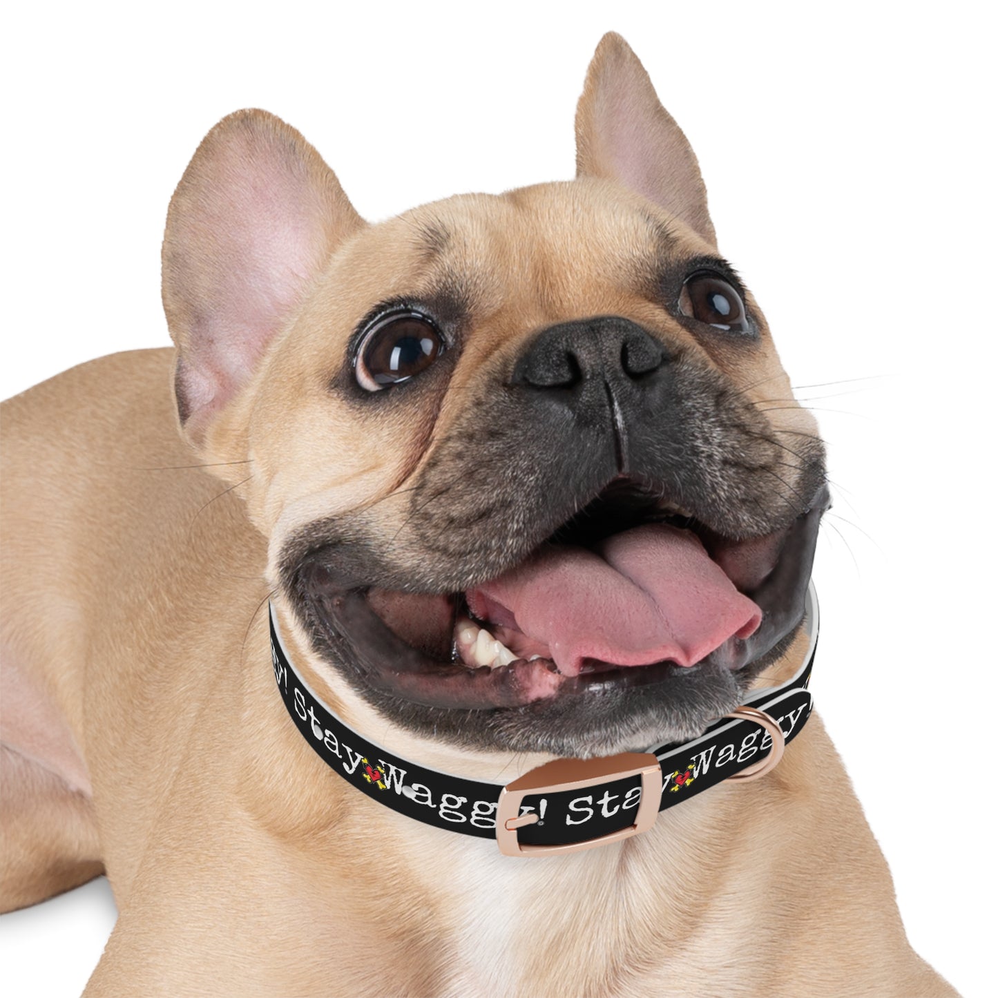 Stay Waggy! Dog Collar - Black