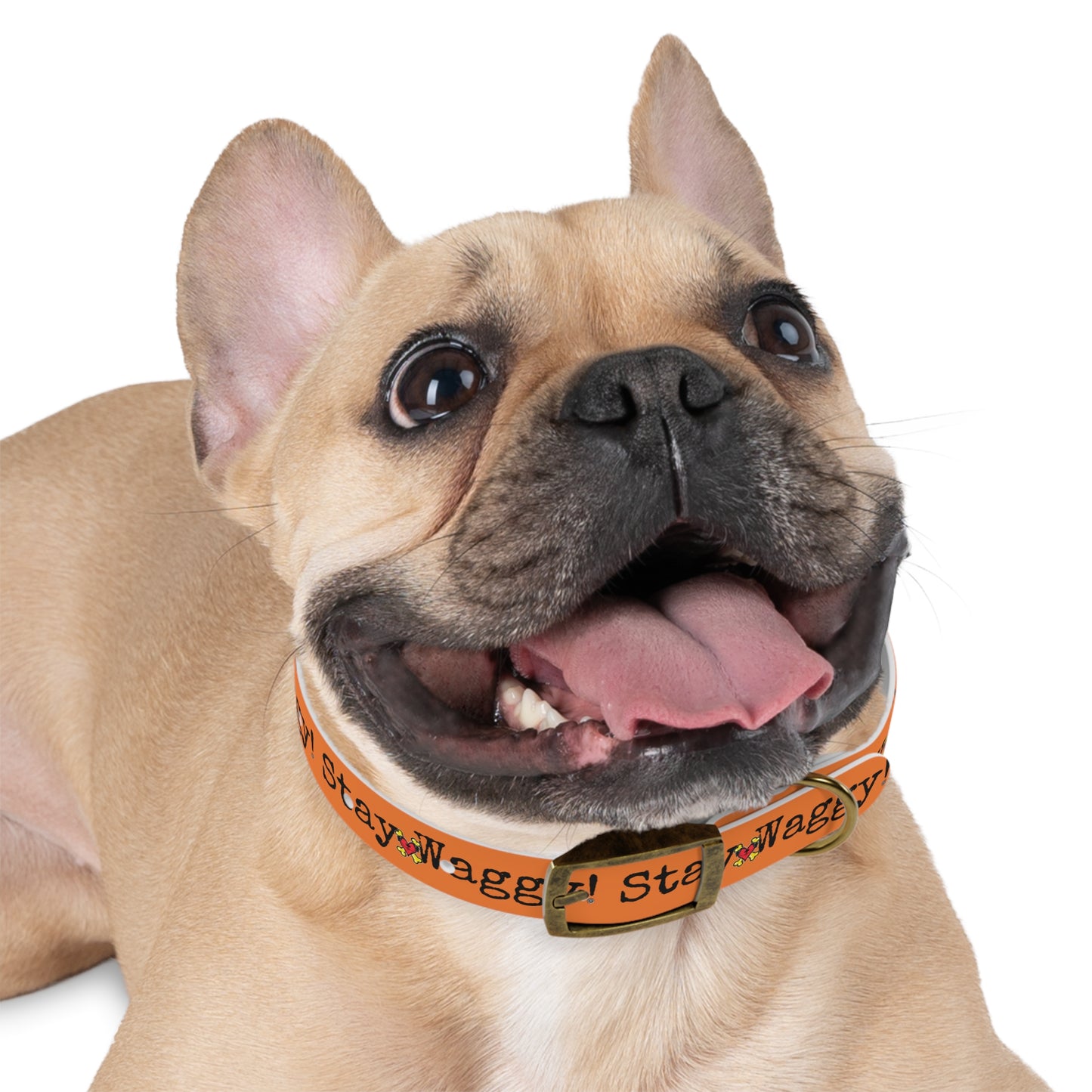 Stay Waggy! Dog Collar - Orange