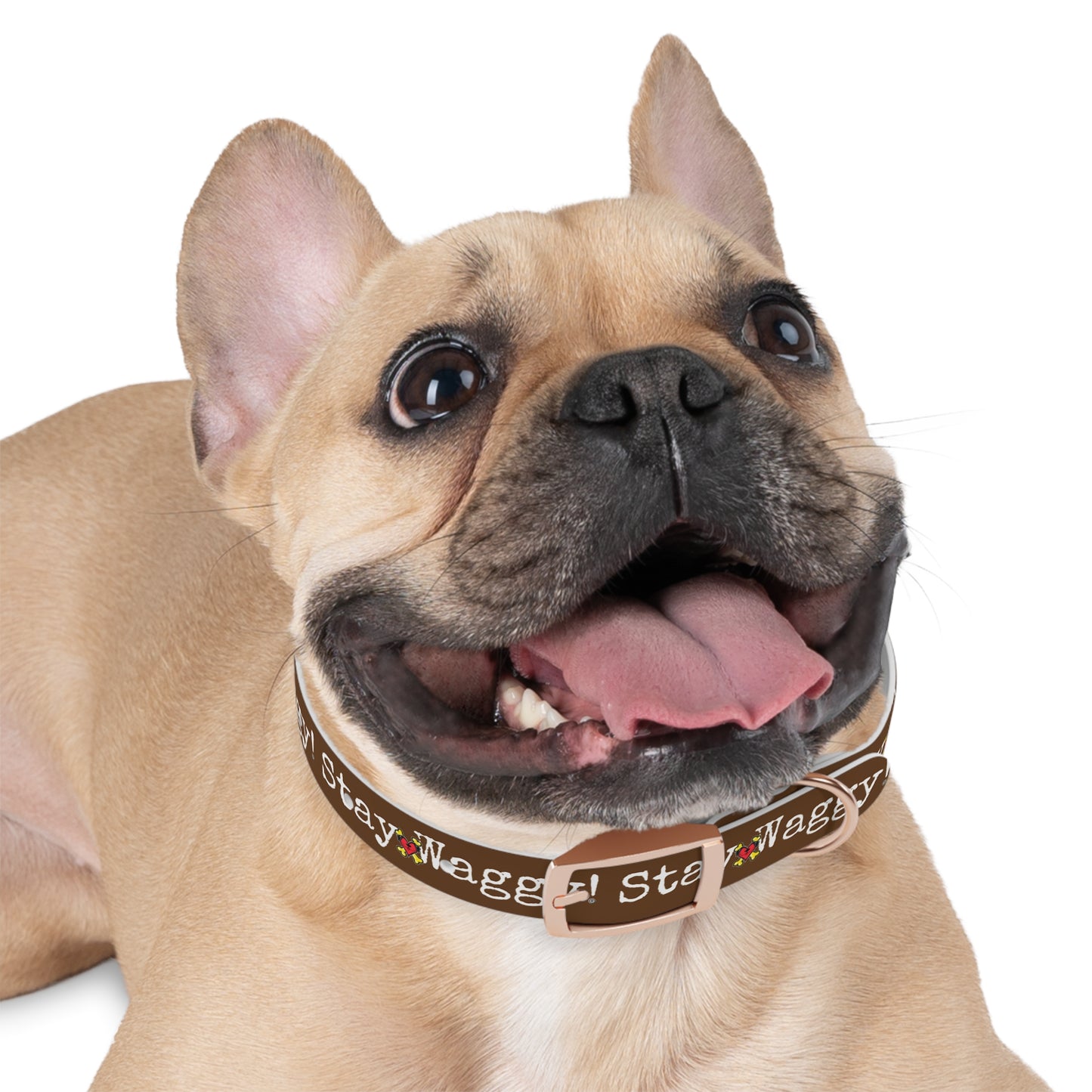 Stay Waggy! Dog Collar - Brown