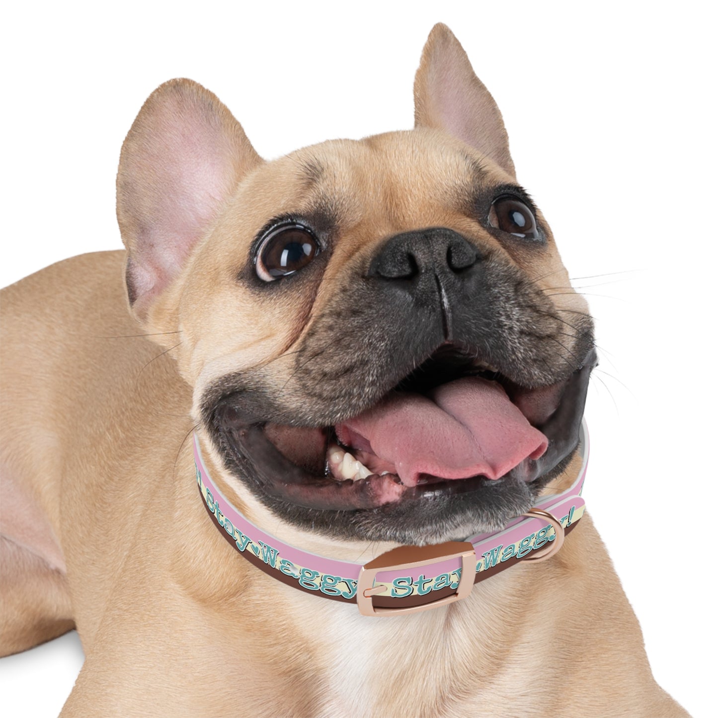 Stay Waggy! Neapolitan Dog Collar