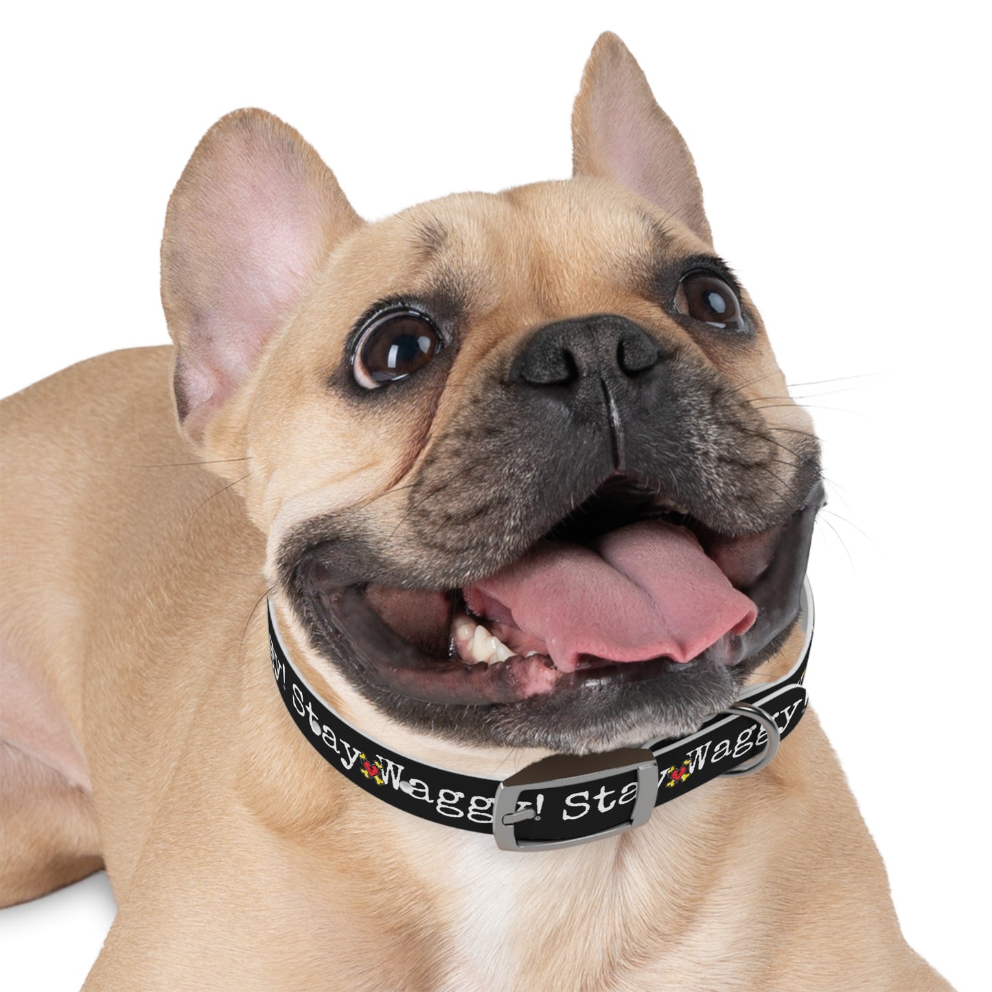 Stay Waggy! Dog Collar - Black