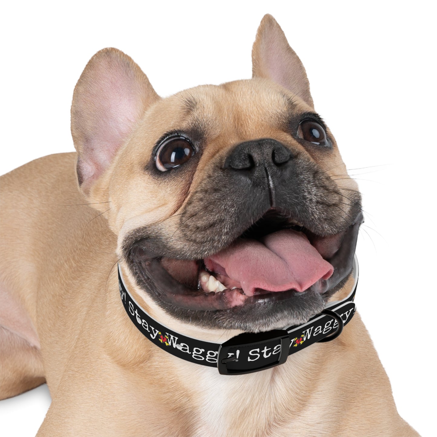 Stay Waggy! Dog Collar - Black